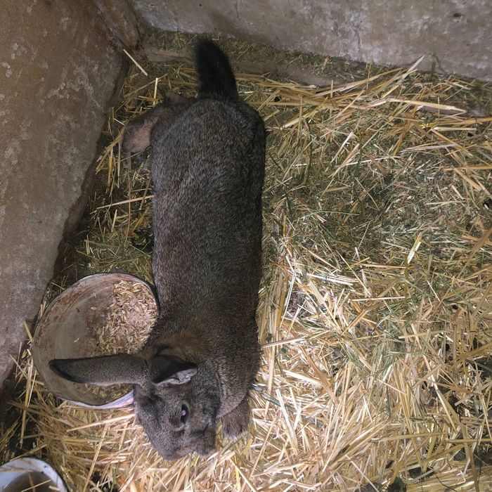 Nar quyonlar sotiladi