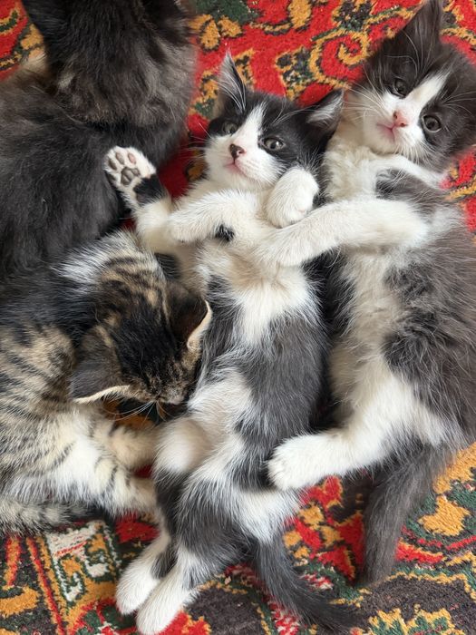 Котенки в добрые руки