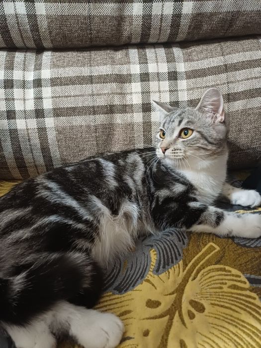 Котёнок девочка в добрые руки
