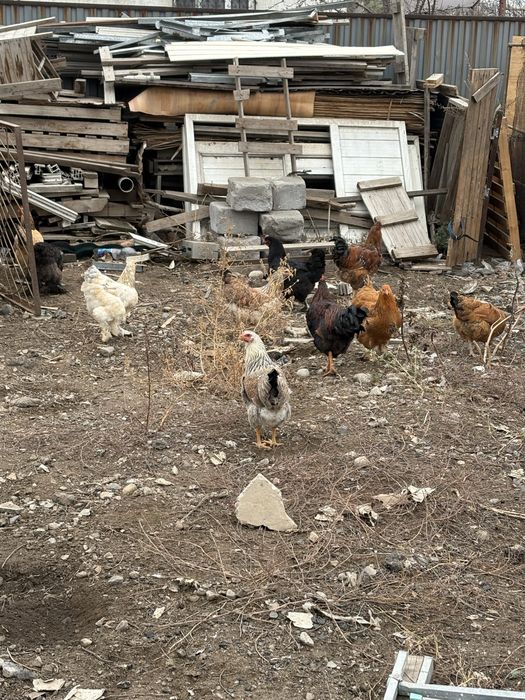 куры петухи.      .