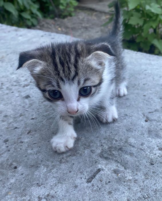 Вислоухие котята
