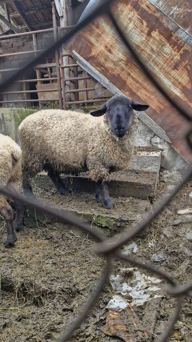 Berbec suffolk 10 luni