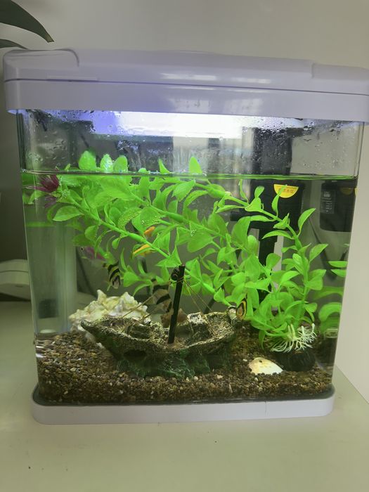 Аквариум с рыбками