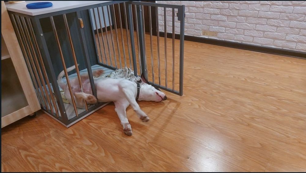 Вольер квартирный