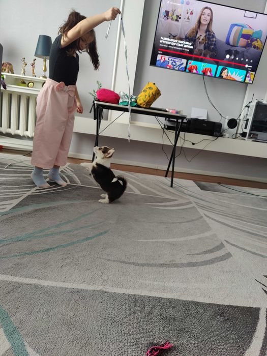 Открыта бронь на щенков корги