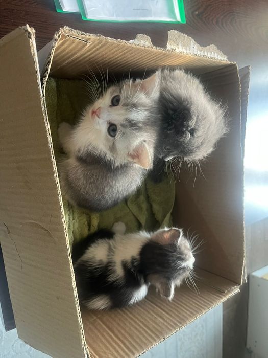 Котята отдаем в хорошие руки