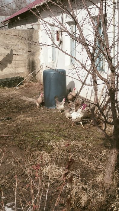 Инкубационное яйцо