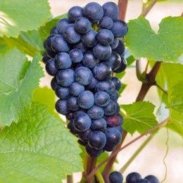 Vita de Vie (Soiuri De Vin )