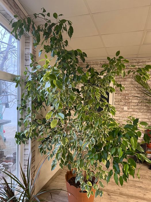 Кухненски термо плот