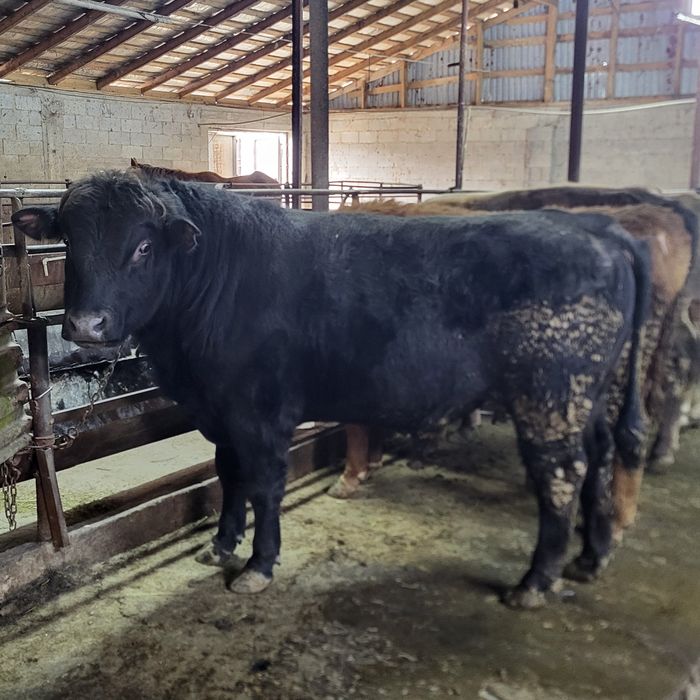 Продам 12 голов быков