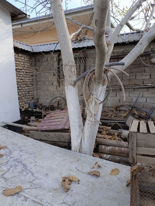 Продается дерево ореха