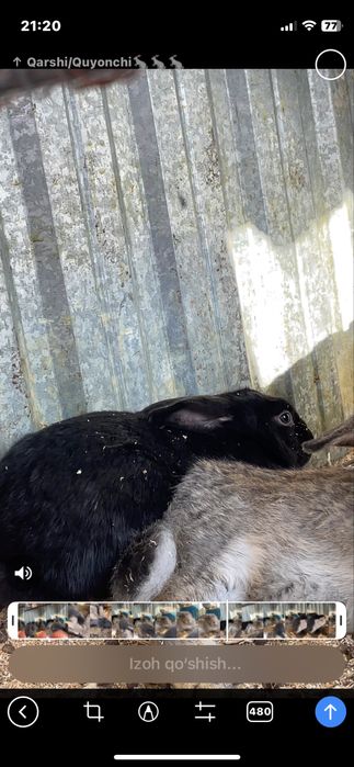 qora erkak quyon abmen bor