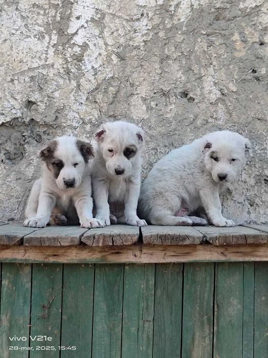 Alabay it bolasi sotiladi erkak narx 700 min zoti toza urgʻochi ham bo