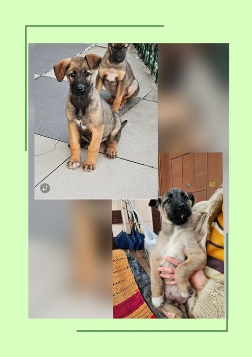 Классные ребята в поисках  хозяина!