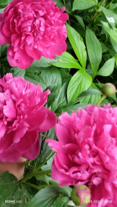 Корни пиона розового