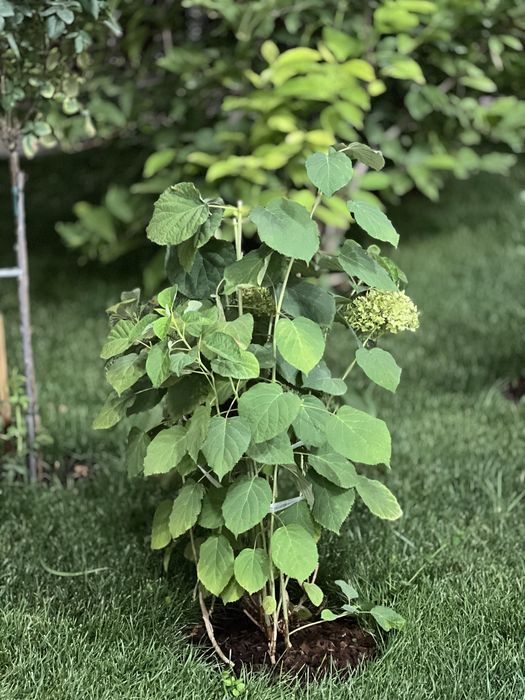 Пышные Гортензии. Цветёт долго и обильно, живая роскошь в вашем саду!