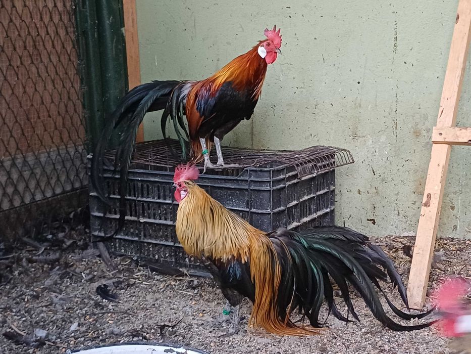 Gâină și cocoș rasa Phoenix, tineret 2026