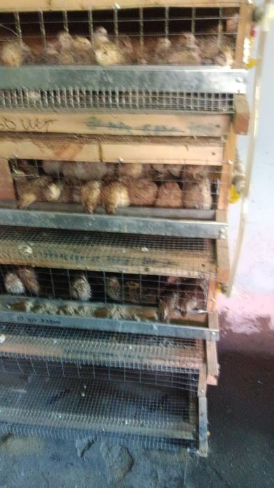 Бөденелер сатылады