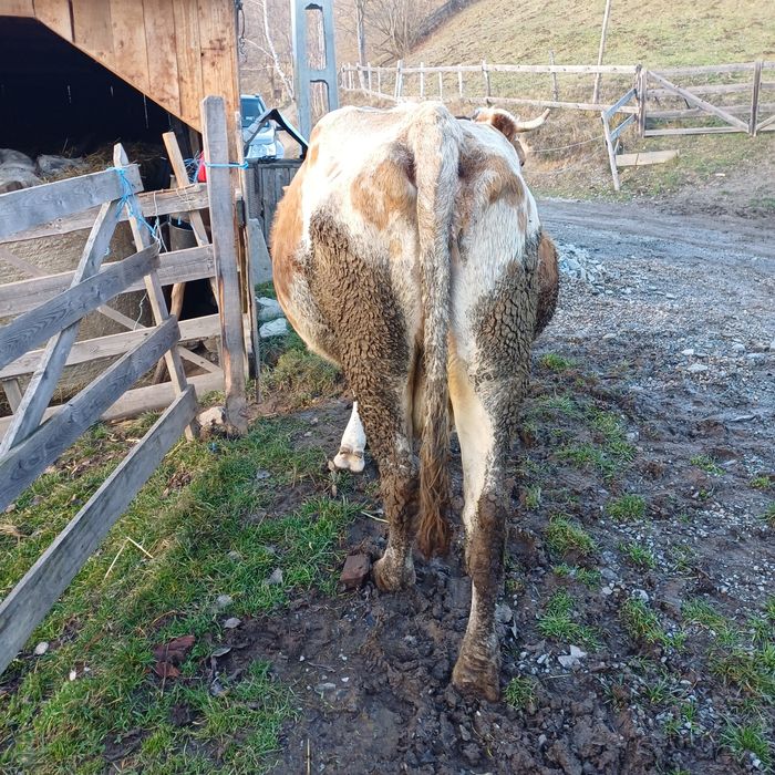 Vand vaca baltata buna de tinut