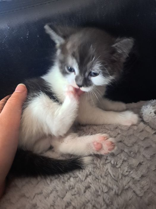 отдам бесплатно котят