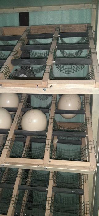 Туякуш тухмларини очадиган инкубатор сотилади  80 та тухум кетади