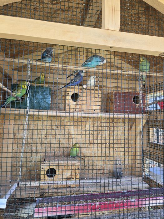 Vand papagali perusi