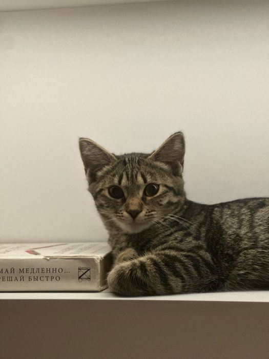 Отдам котенка в хорошие руки