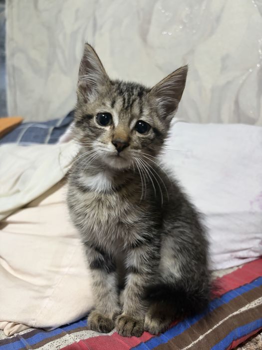 Отдам котенка в хорошие руки