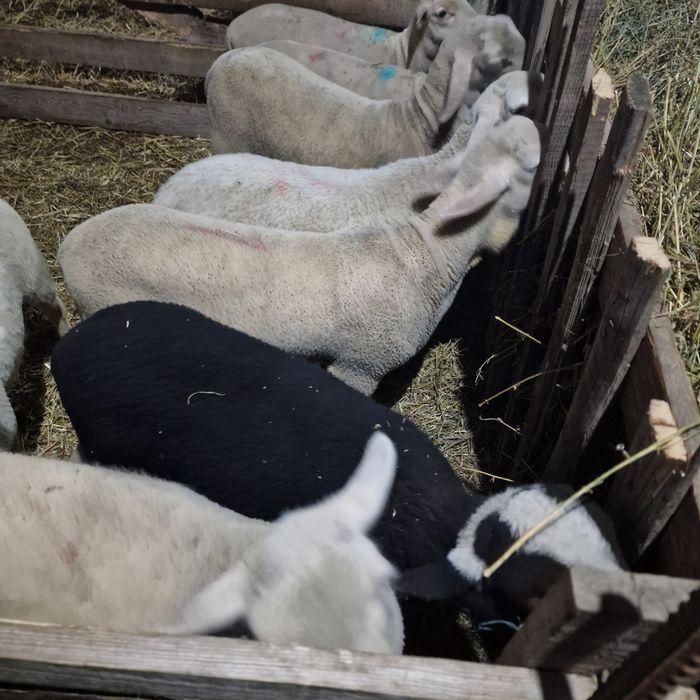 Berbecuți lacaune