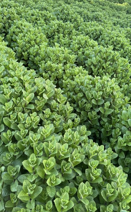 Menta proaspata