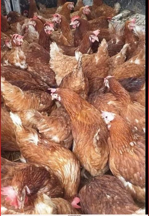 Gaini rosii outoare Isa Brown