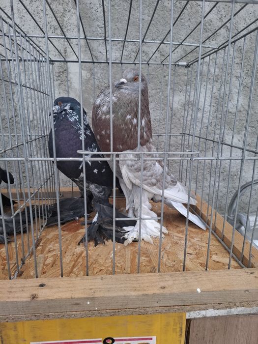 Vând porumbei  gusati  de pomerania