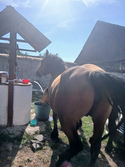 Iapă de vânzare detali la telefon