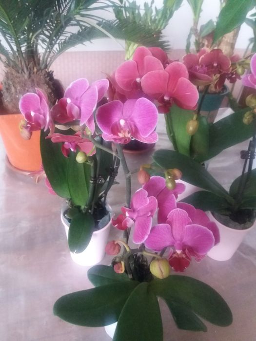 Продам комнатные цветы Архидея