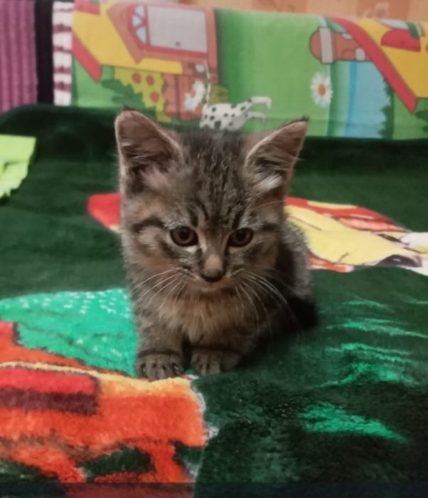 Бесплатно котят в добрые руки