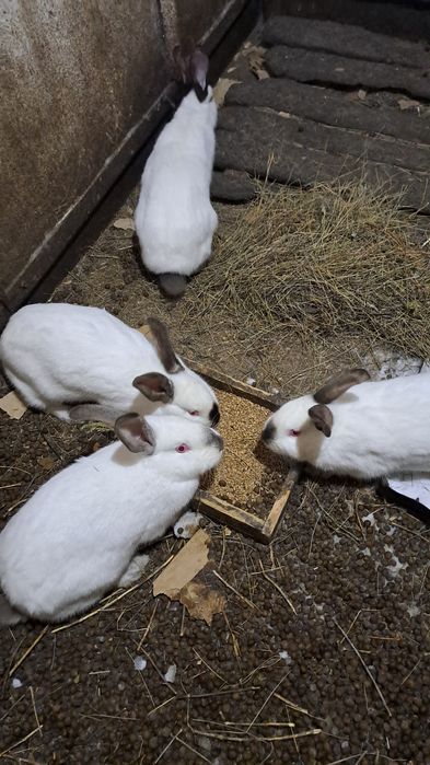 Кроллы и кролихи