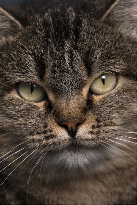 Кошечка возрастом два года ищет дом