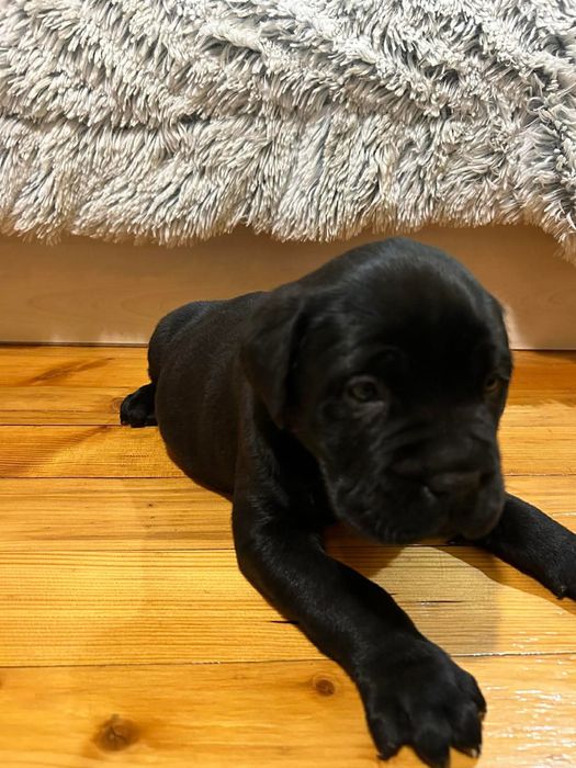 Продават се прекрасни кученца порода Кане Корсо