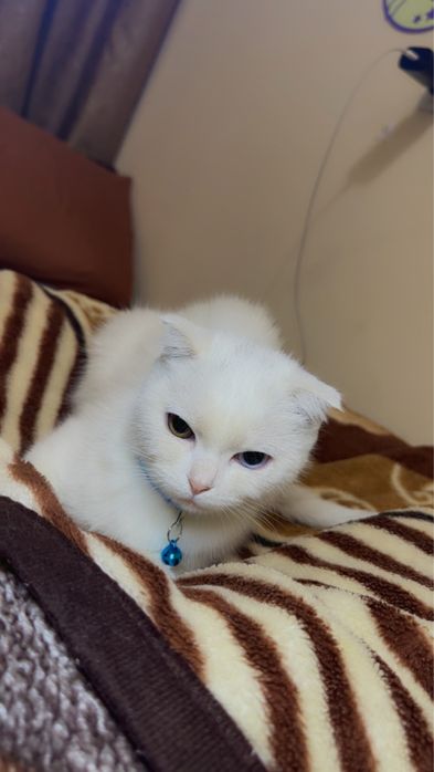 Скоттиш-фолд кошка