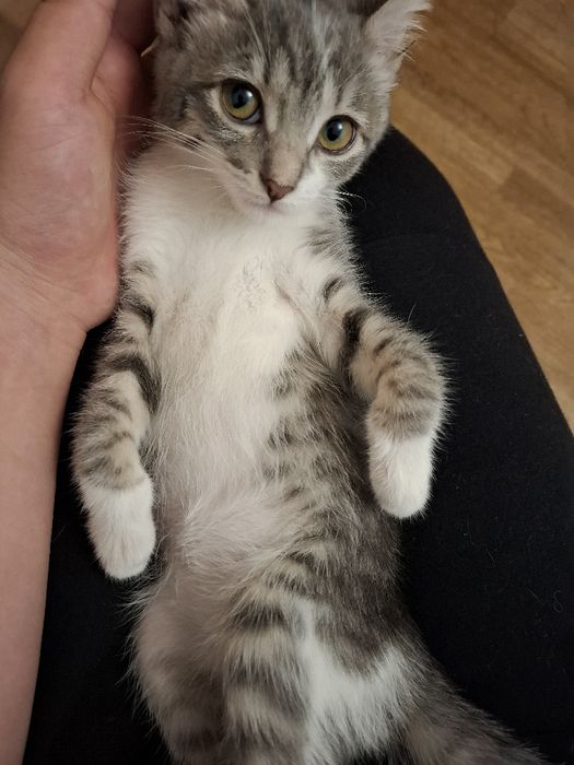 Кошечка, 5 месяцев