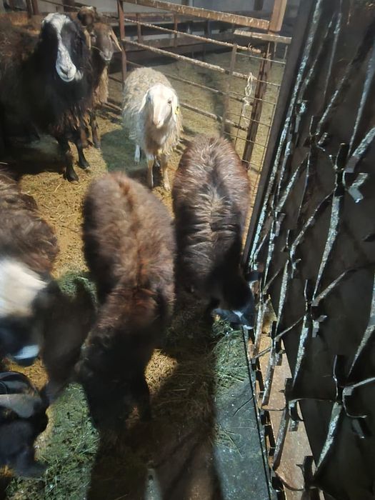 Продаю коз от 25000 тенге