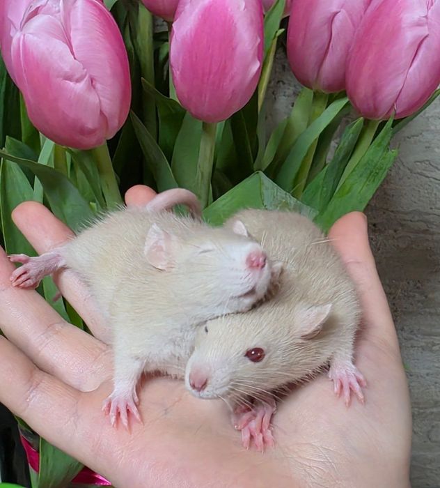 Декоративные крысы