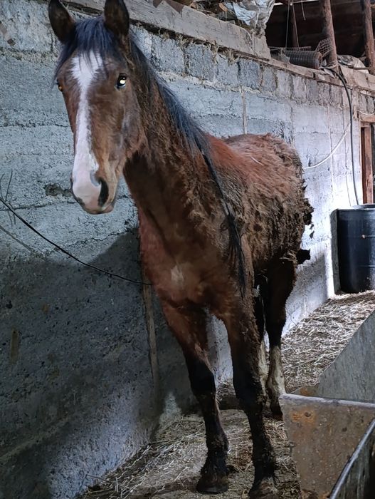Бие донендер  сатылады.щучинск