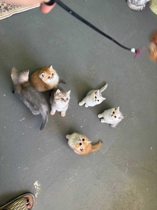 Продается котята