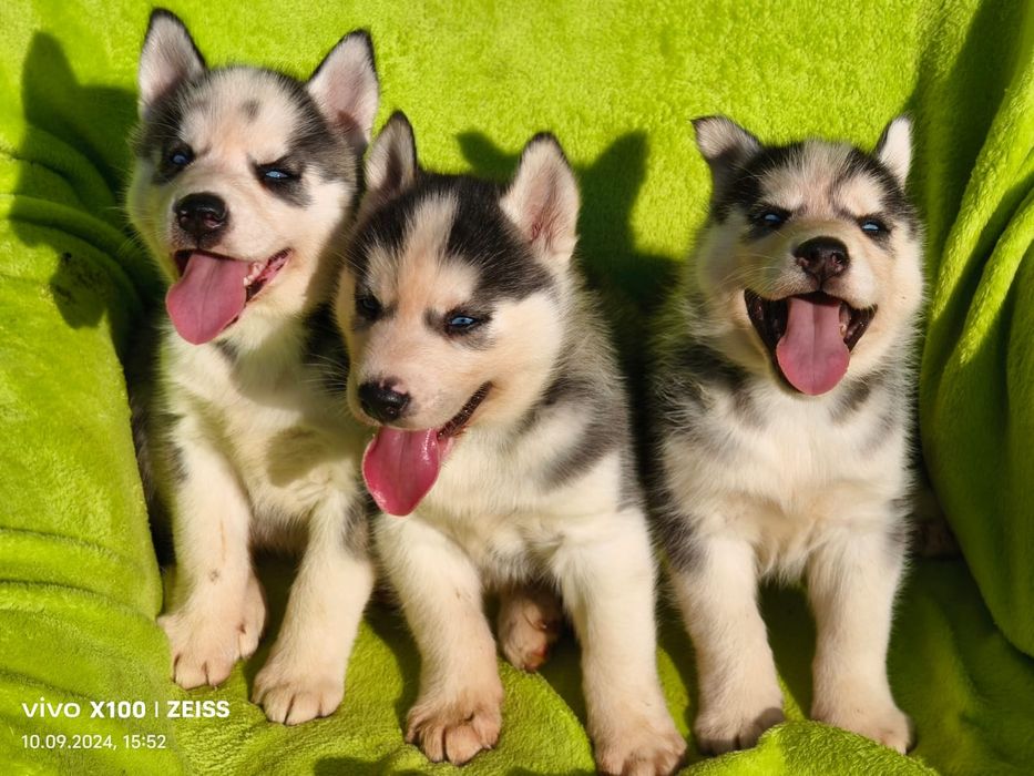 Щенки сибирской хаски.