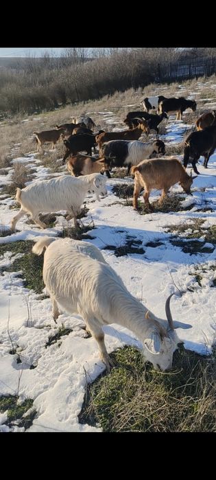 Mașini . Capre. cai .
