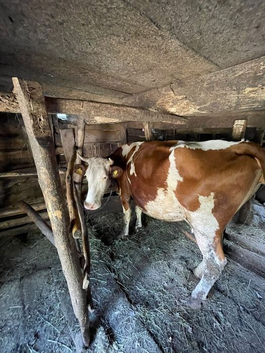 Vacă 4 ani si 3 luni gestantă în 8 luni jumate