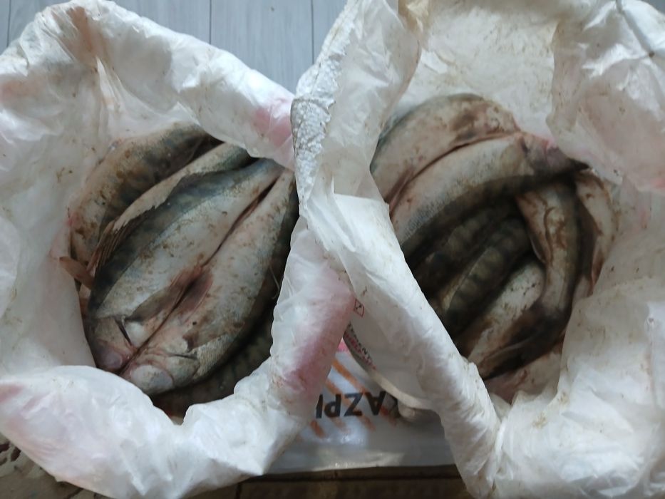 Судак балық,судак балық