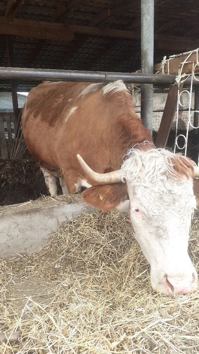 Vând o vacă gestanta