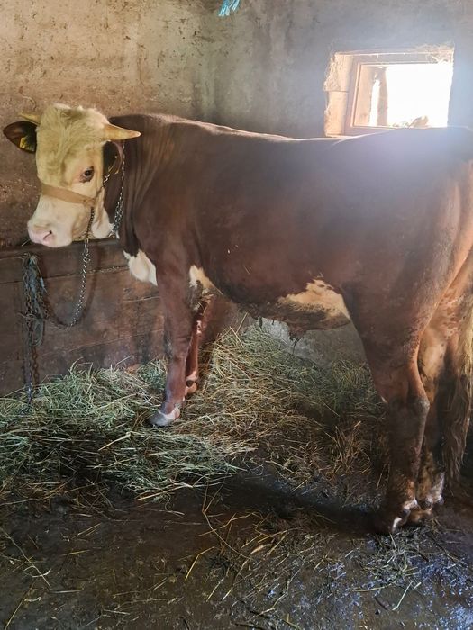Animale de vanzare